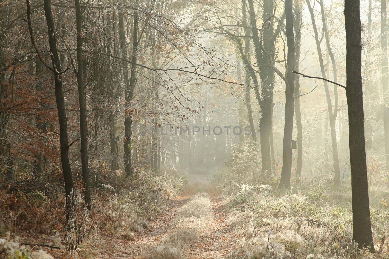 Forest trail at dawn by nature78