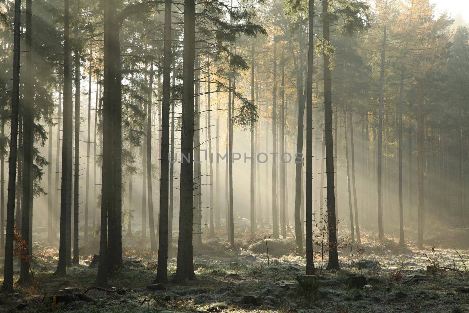Picturesque autumnal forest on a foggy morning.