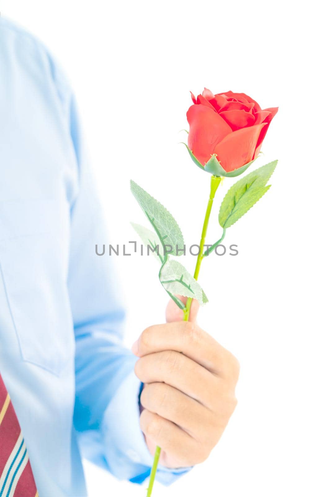 Close up photo of Man holding red roses in hand on white background