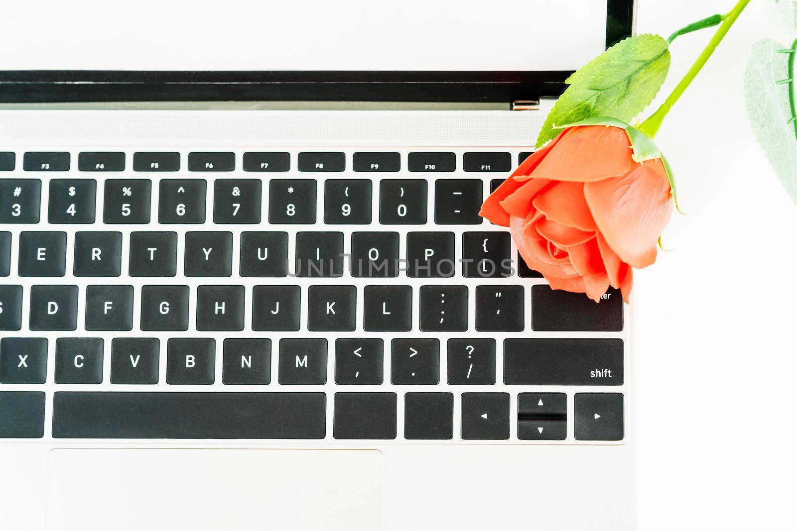 Red rose on the laptop keyboard on white background, Valentine  concept