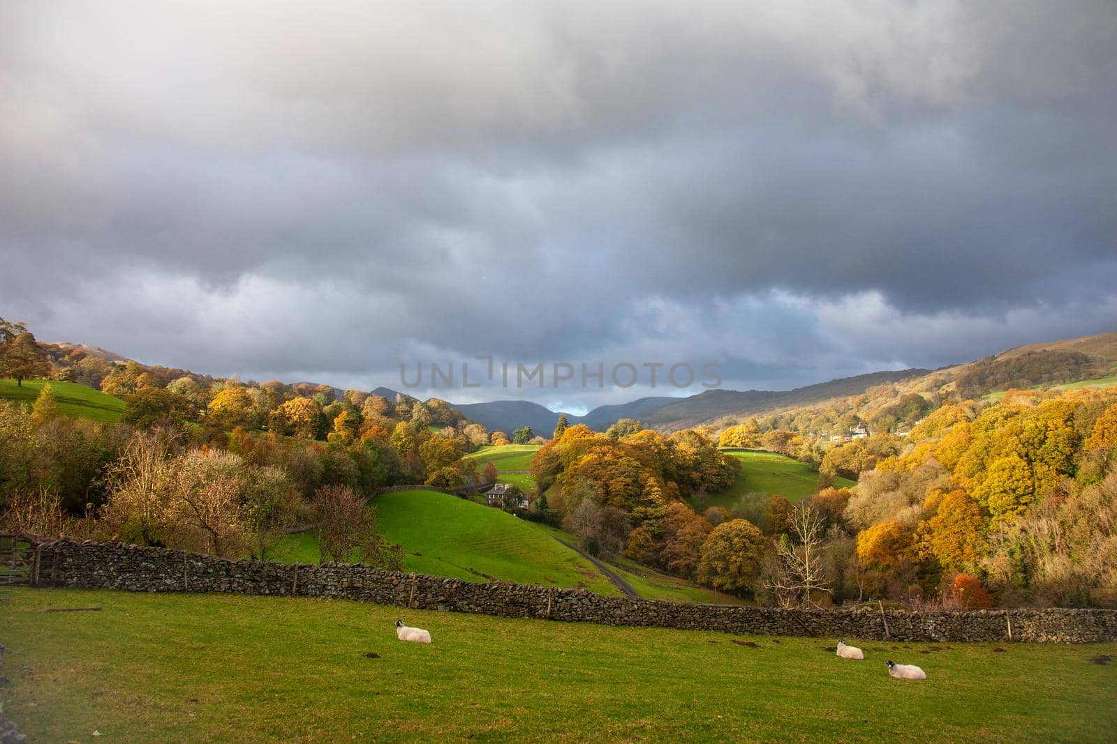 Autumn mountain landscape during sunny day with green grass and sheep. UK Lake District, autumn rays