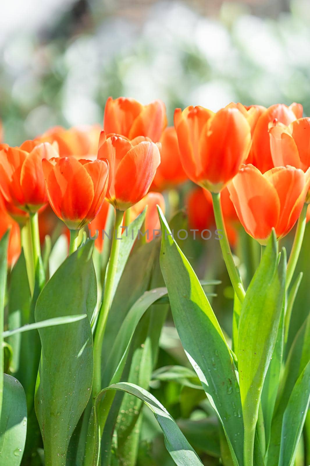 Close up red tulips blooming in the flower park garden