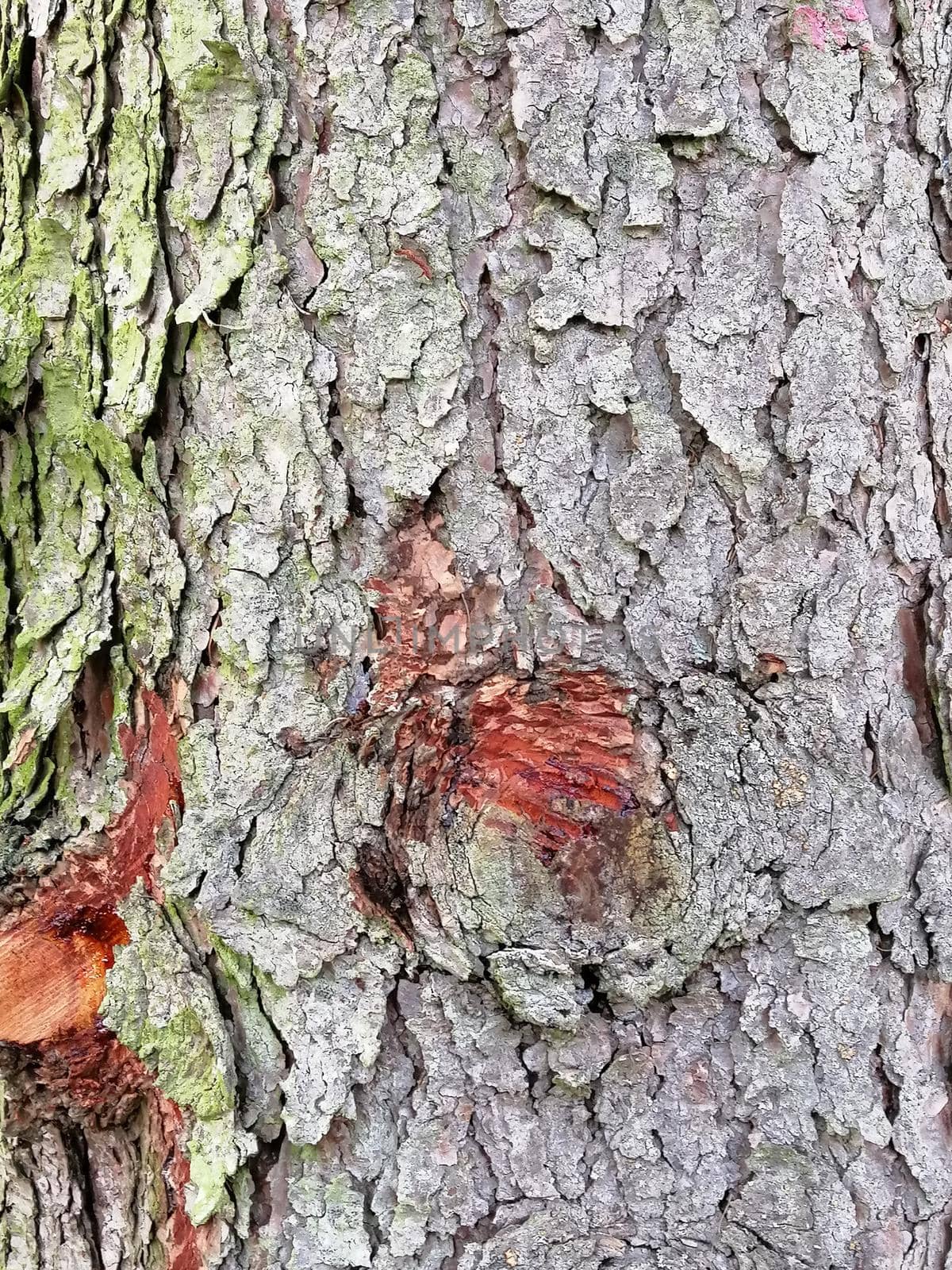 Pine trees, textured bark with lichen and green bog, close-up by Lenkapenka