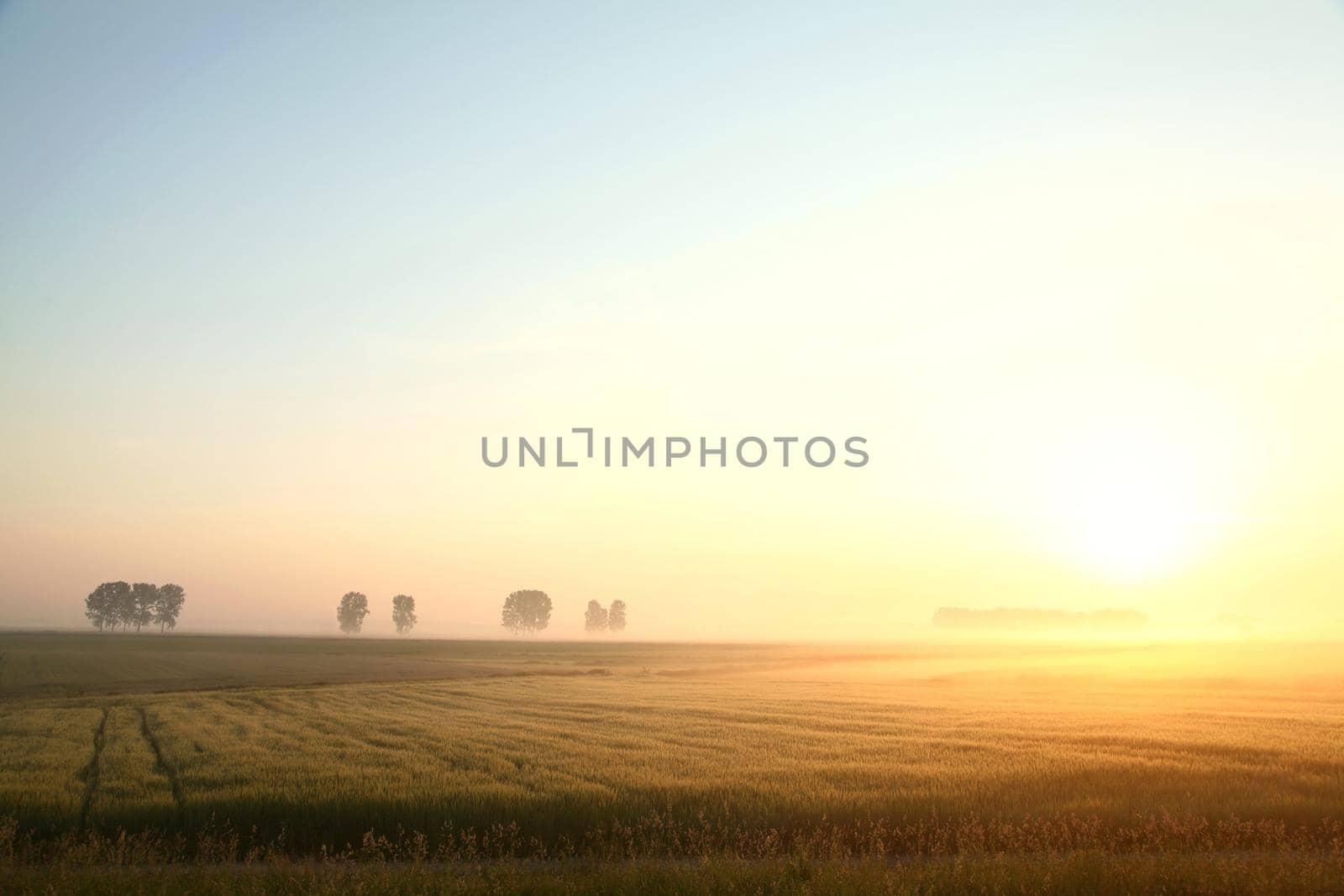 Sunrise over a field of grain in foggy weather.