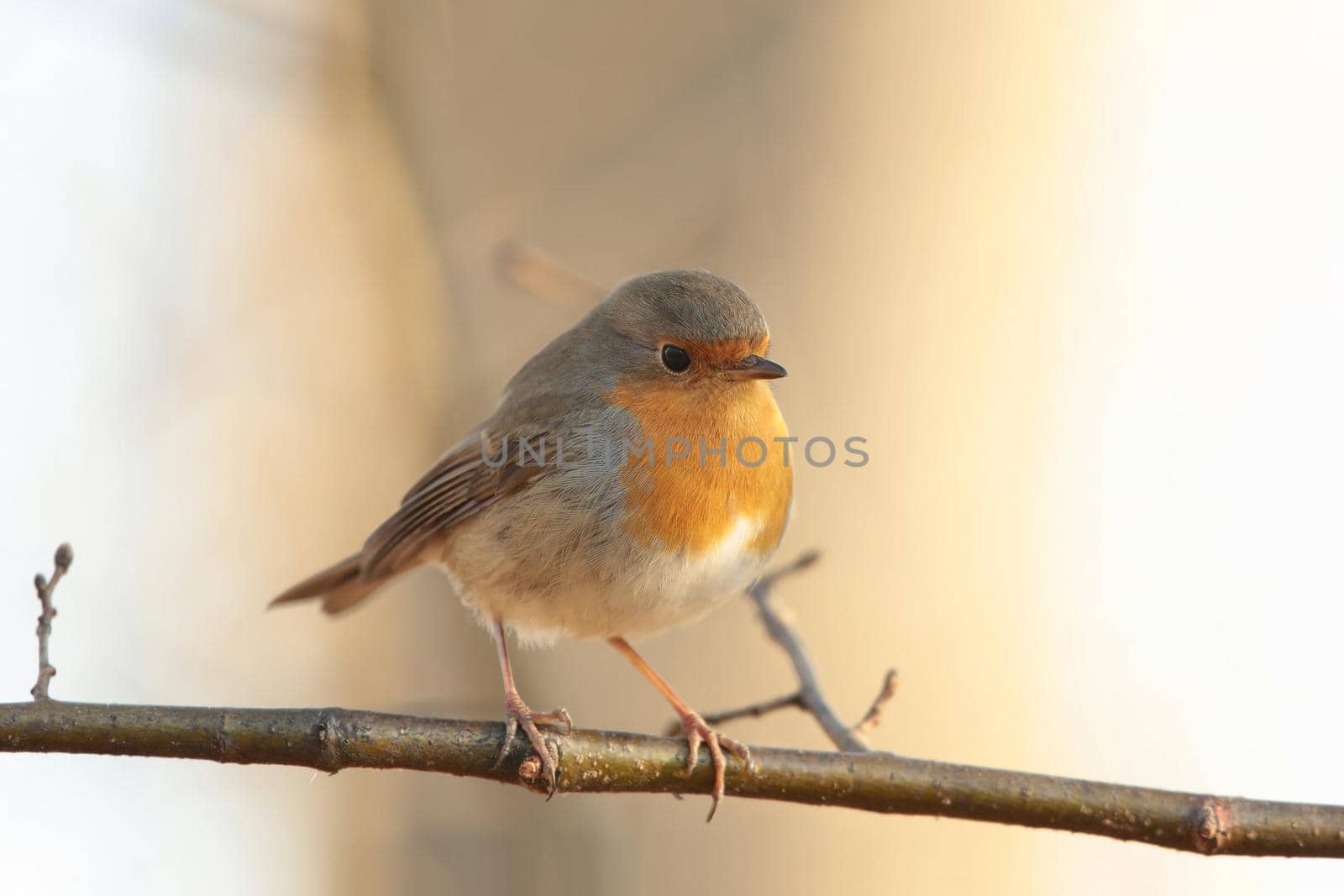 European Robin (Erithacus rubecula) on a twig.