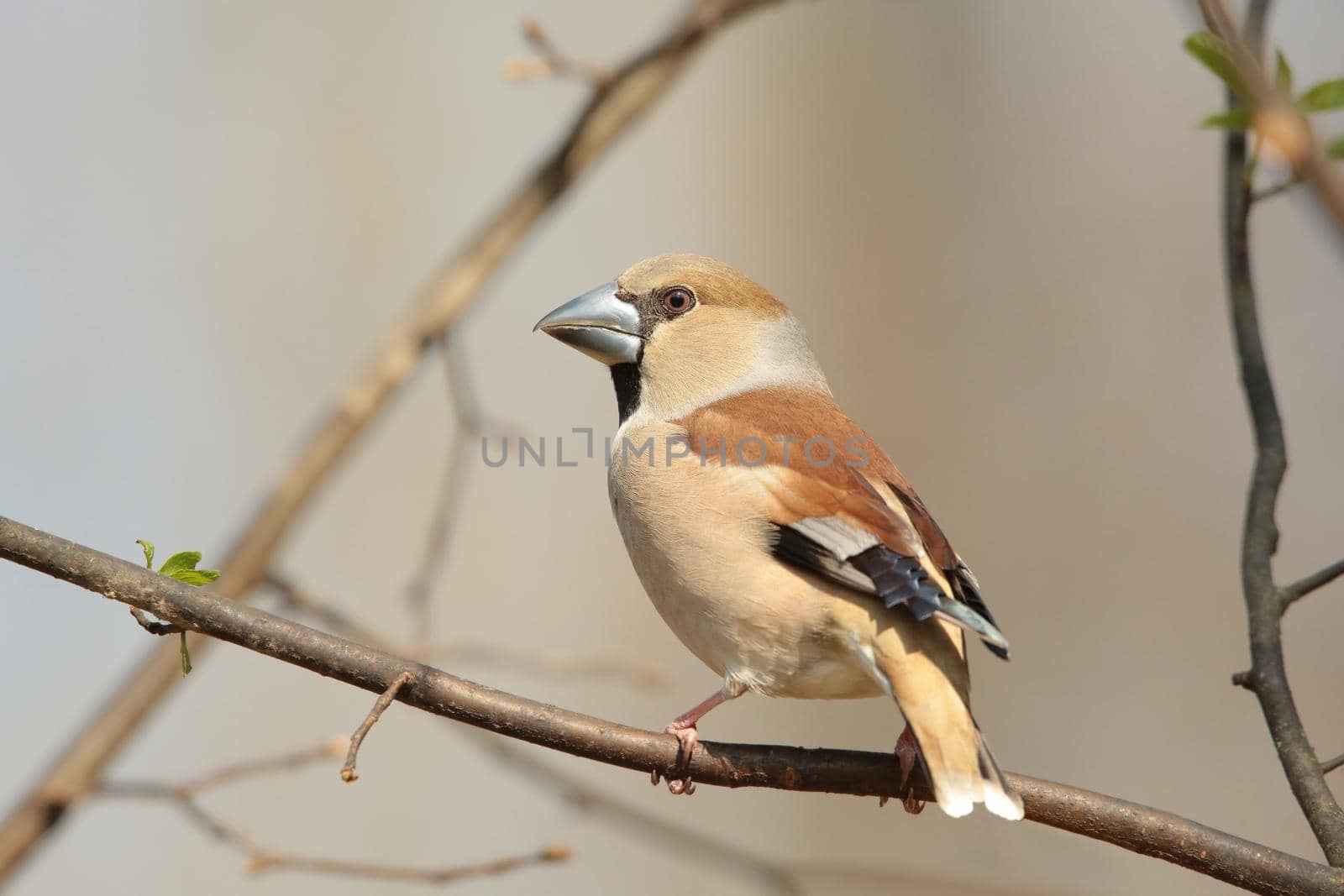 Hawfinch (Coccothraustes coccothrautes) on a twig.