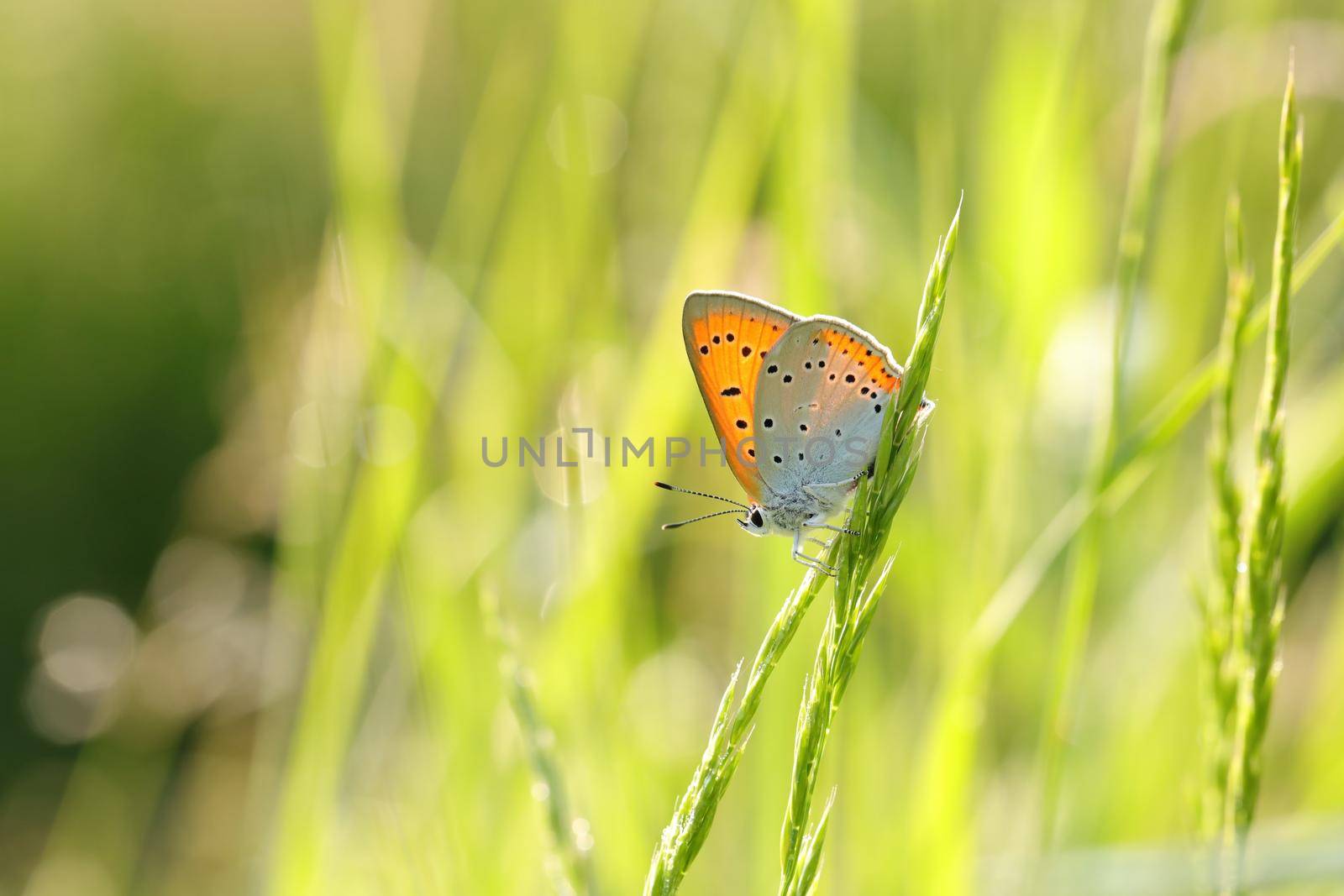 Butterfly (Large copper) on a spring morning.