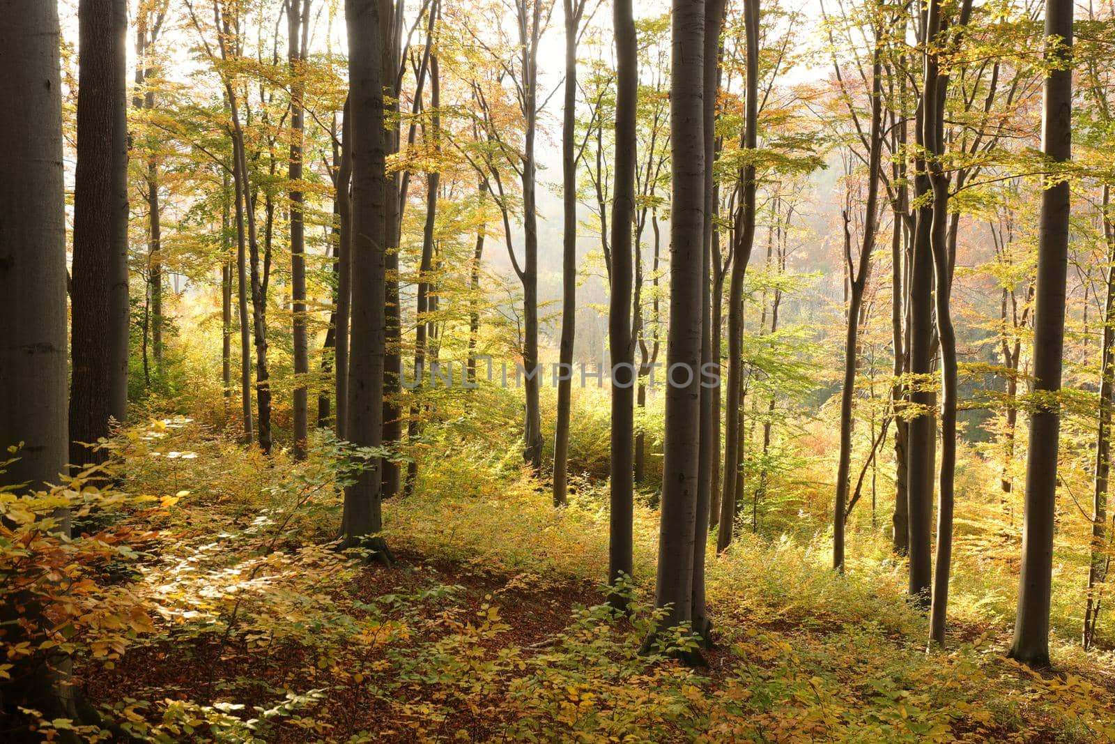 Autumn beech forest on the mountain slope during sunset.