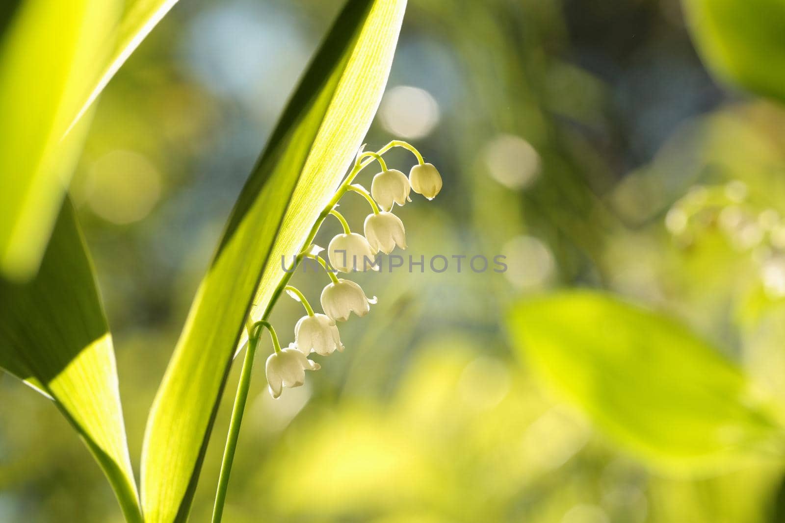 Lily of the valley in the forest.