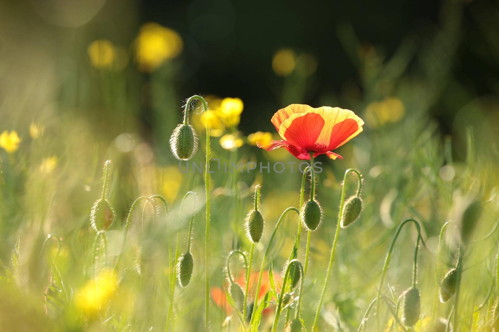 Poppy in the field at dawn.