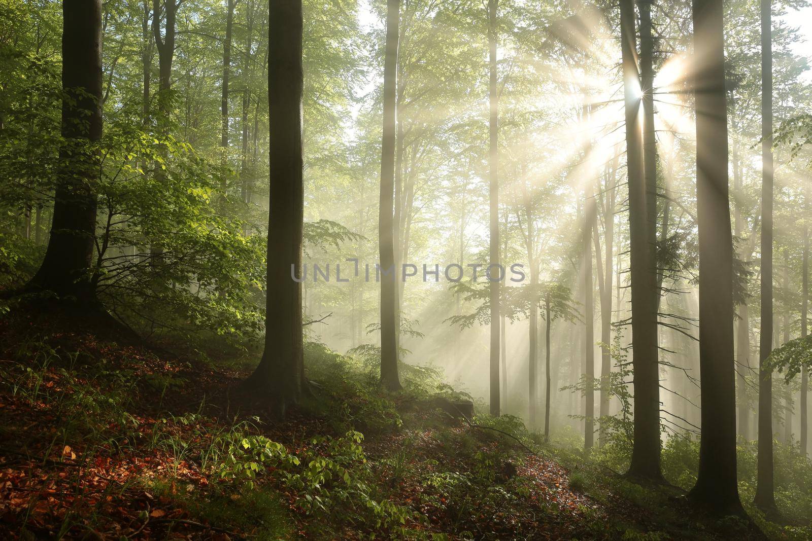 Spring forest at sunrise by nature78