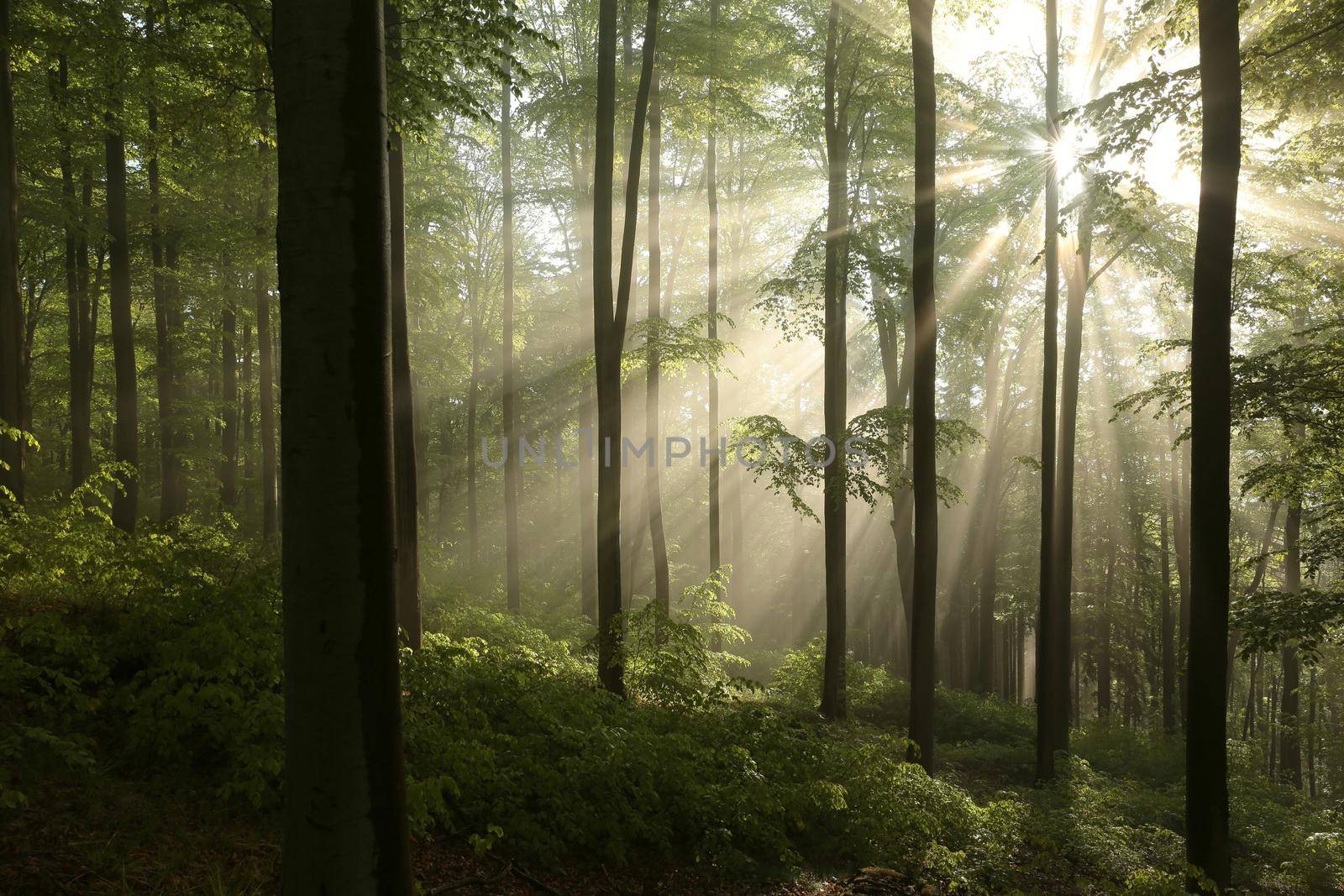 Spring forest at sunrise by nature78