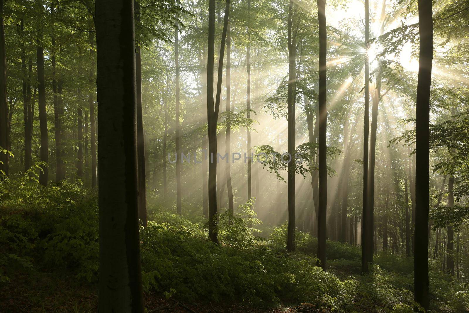 Beech trees in spring forest on a mountain slope after rainfall.