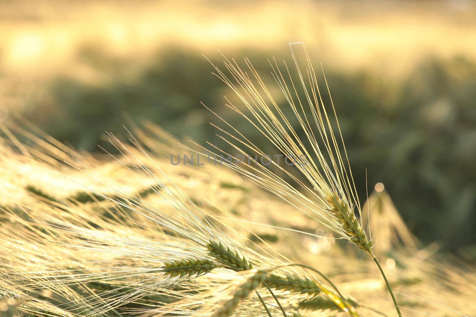 Ear of wheat by nature78