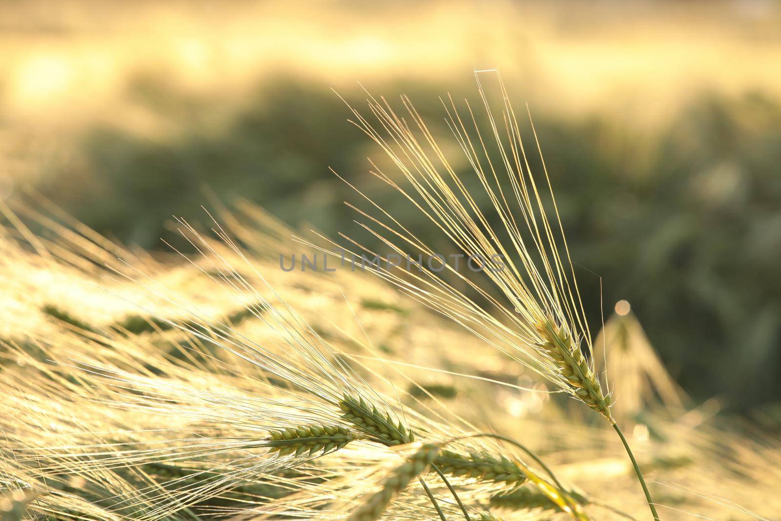 Ear of wheat in the field at dusk.