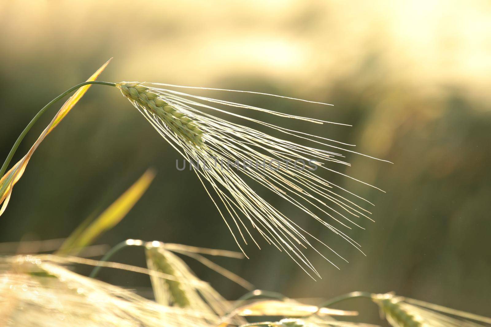 Ear of wheat in the field at dusk.