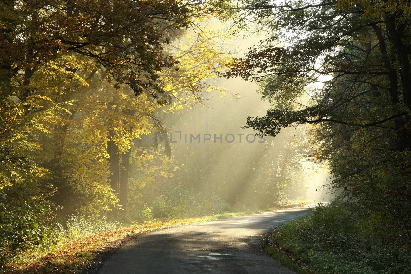 Country road through the autumn forest on a foggy morning.