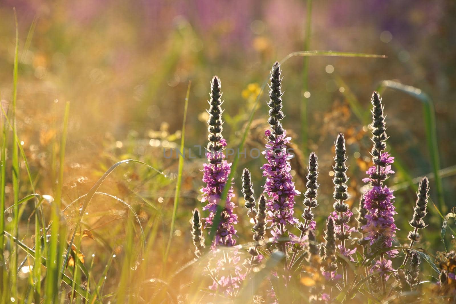 Loosestrife - Lythrum salicaria on a meadow at dawn.