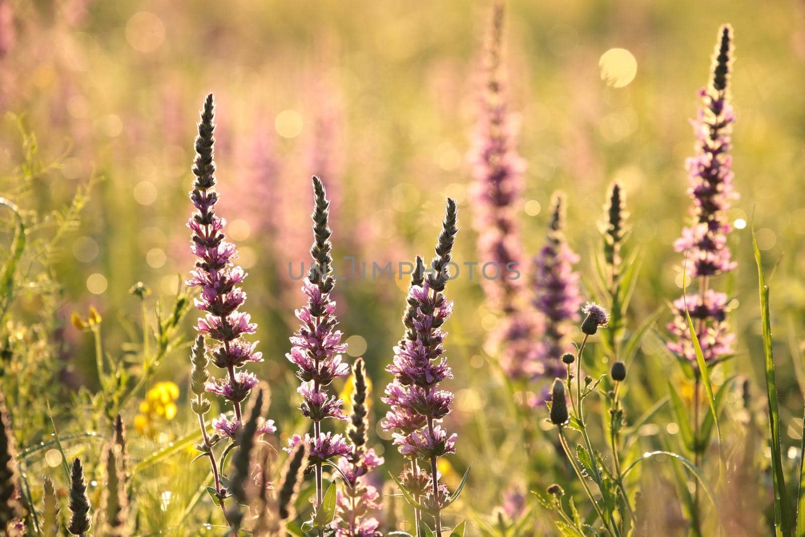 Loosestrife - Lythrum salicaria on a meadow at dawn.