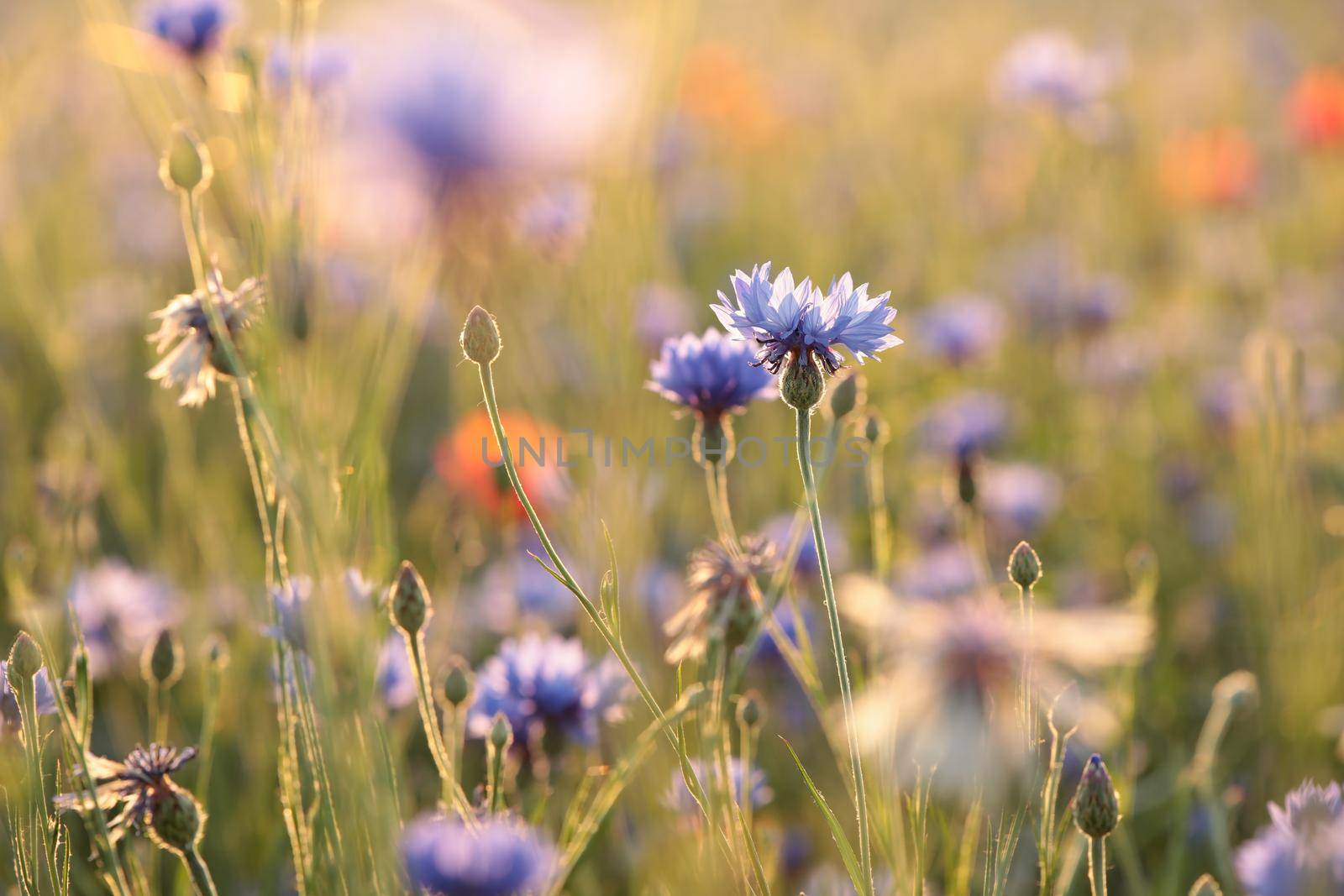 Cornflower in the field at dusk.