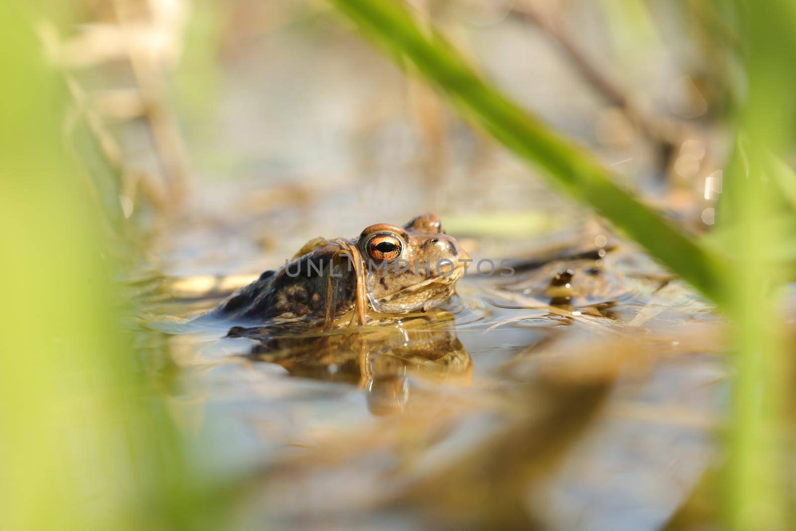 Frog in a pond during mating season.