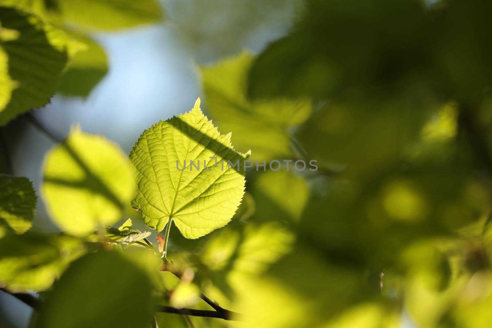 Spring linden leaves in the forest.