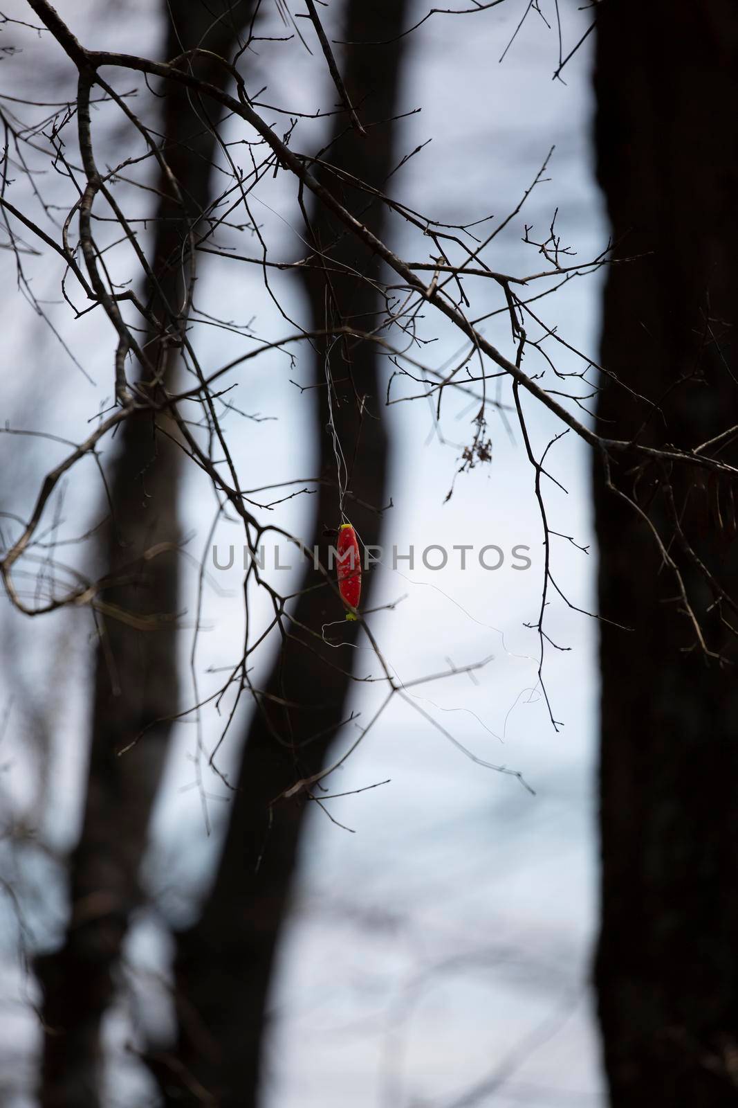 Red bobber hanging from a tree limb during a cool snap