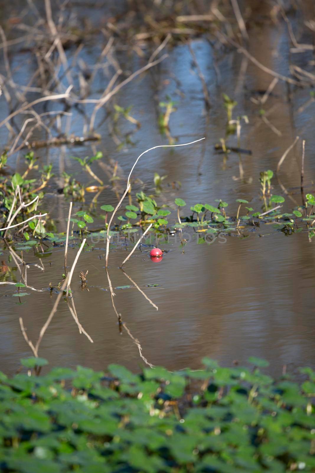 Red fishing bobber floating on the top of swamp water in a patch of clovers