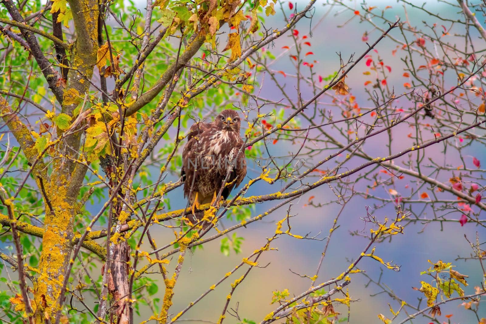 a buzzard sits in its hold and looks for prey