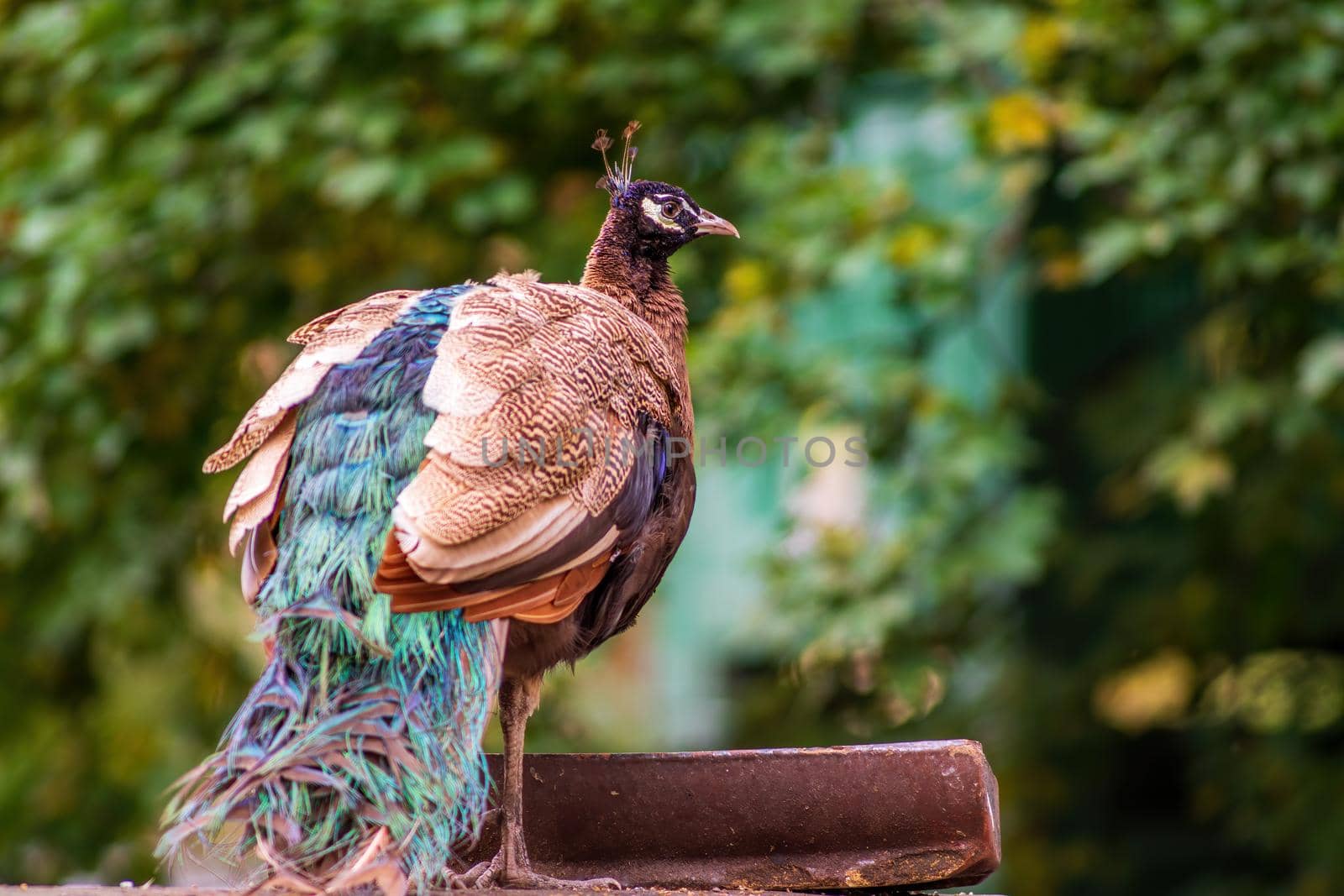 a colorful male blue peacock (Pavo cristatus) in Zoo Koethen Saxony Anhalt Germany
