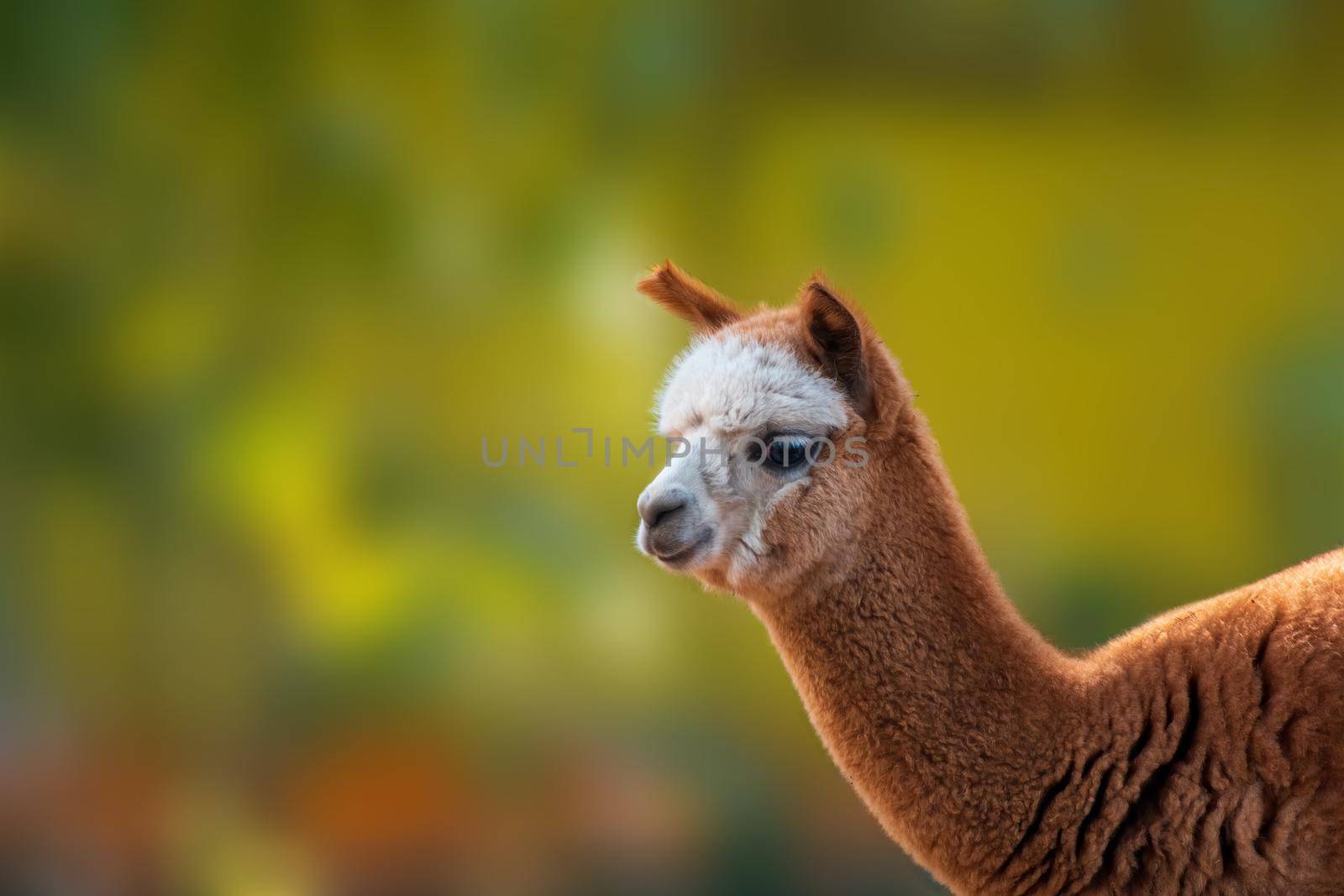 portrait of a brown alpaca (Vicugna pacos) in zoo koethen, saxony anhalt, germany