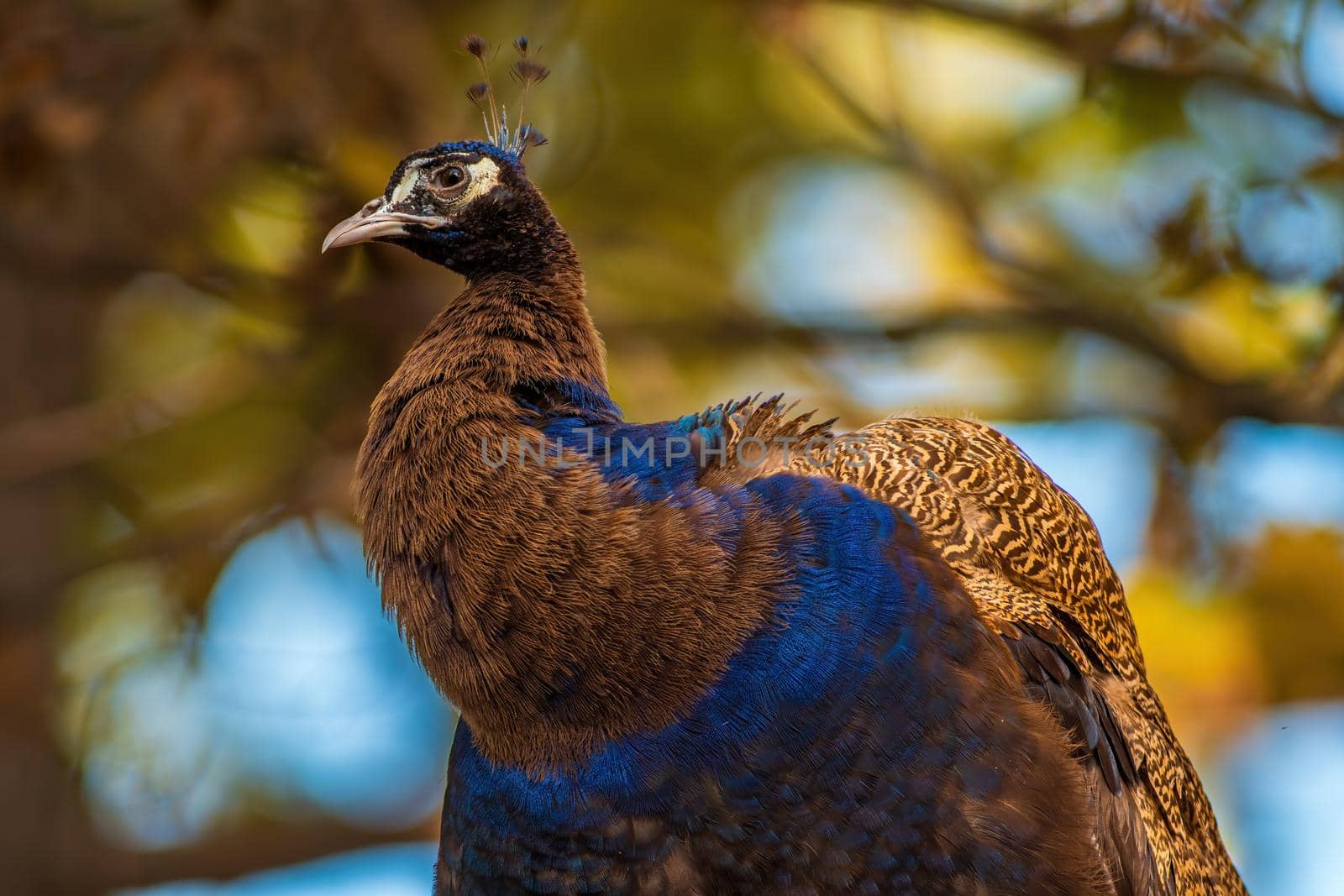 a colorful male blue peacock (Pavo cristatus) in Zoo Koethen Saxony Anhalt Germany