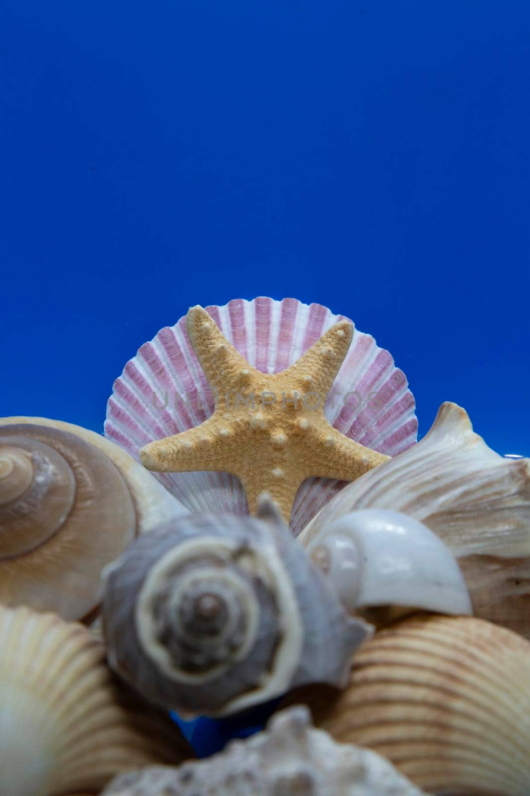 Seashells, including scallop, cockle, moon, whelk, and button shells with a starfish against a blue background