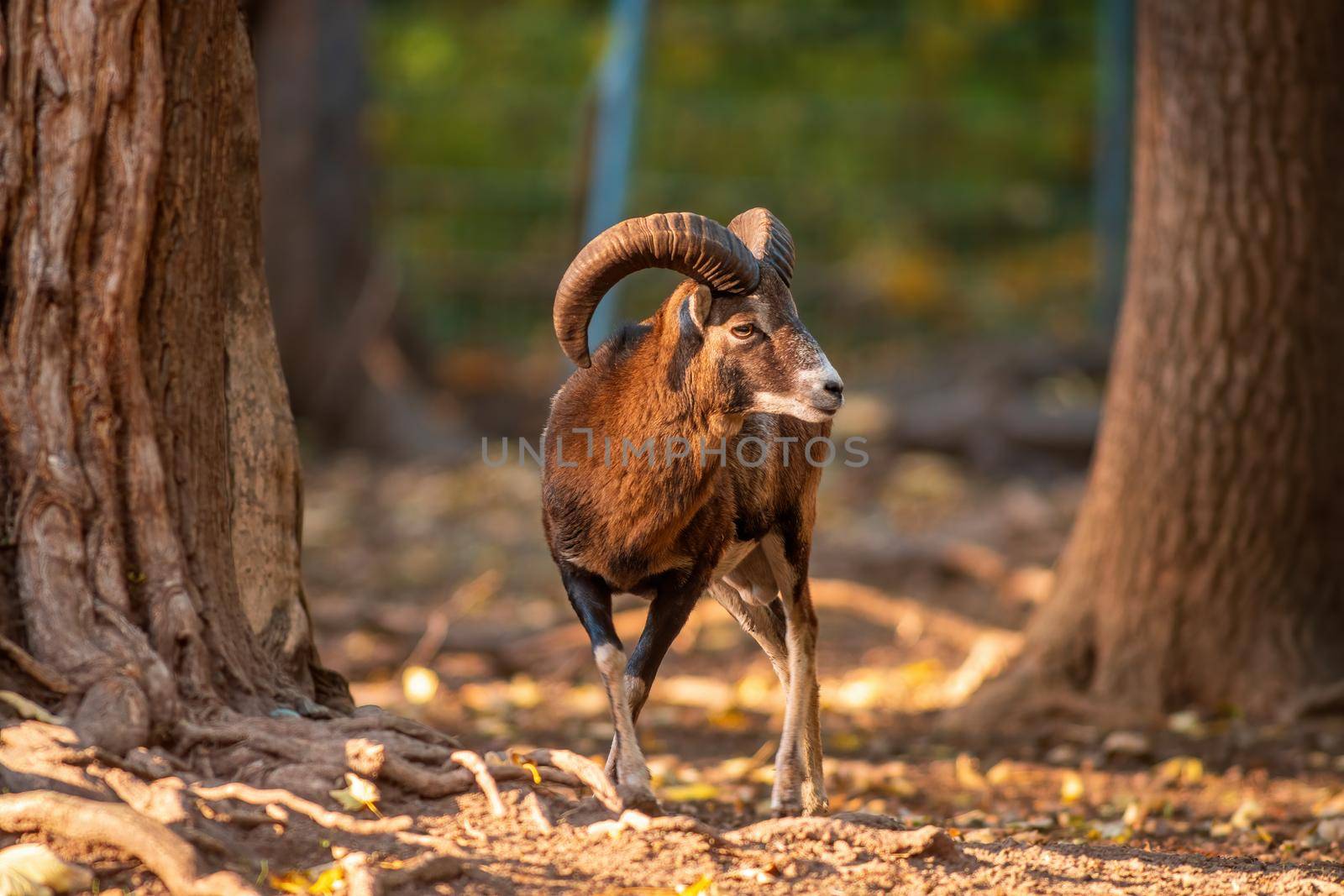a young male Mouflon (Ovis gmelini musimon) in zoo koethen, saxony anhalt, germany