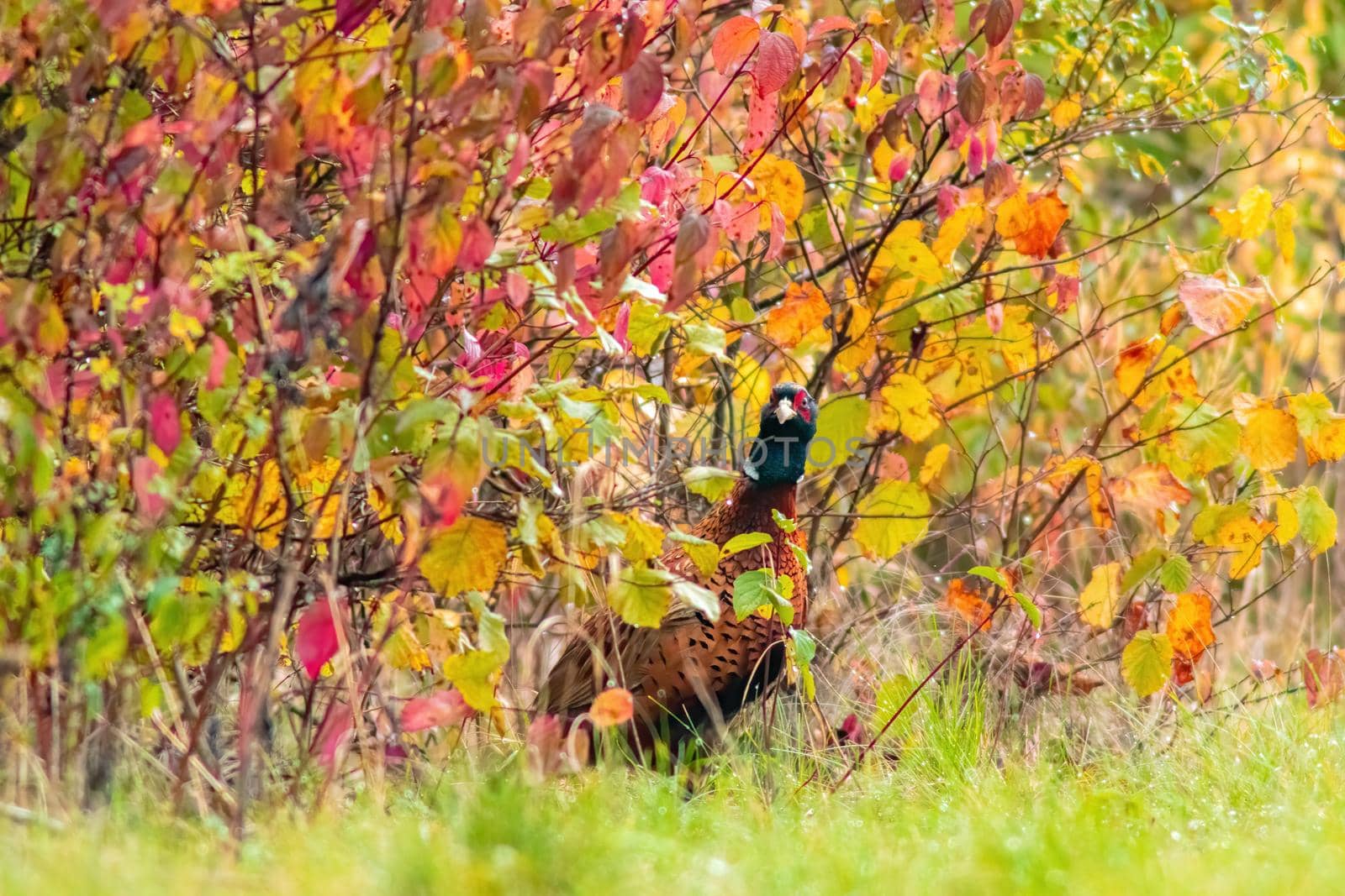 a pheasant foraging in a field in autumn