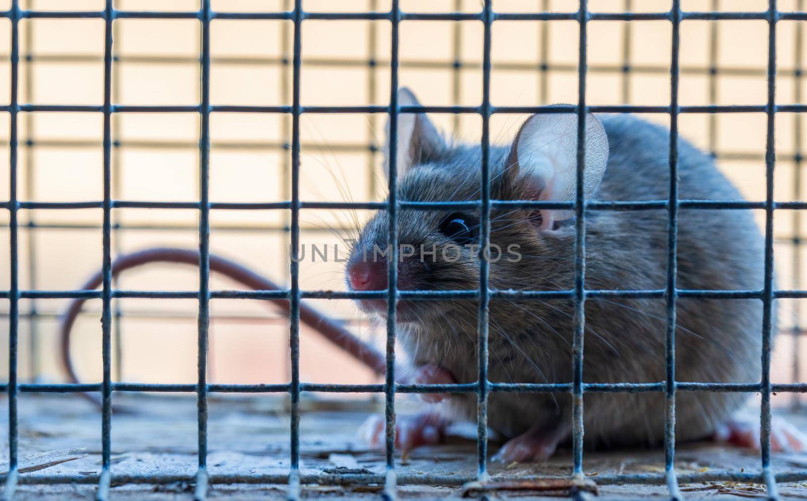 a small house mouse has caught itself in a living trap while searching for food