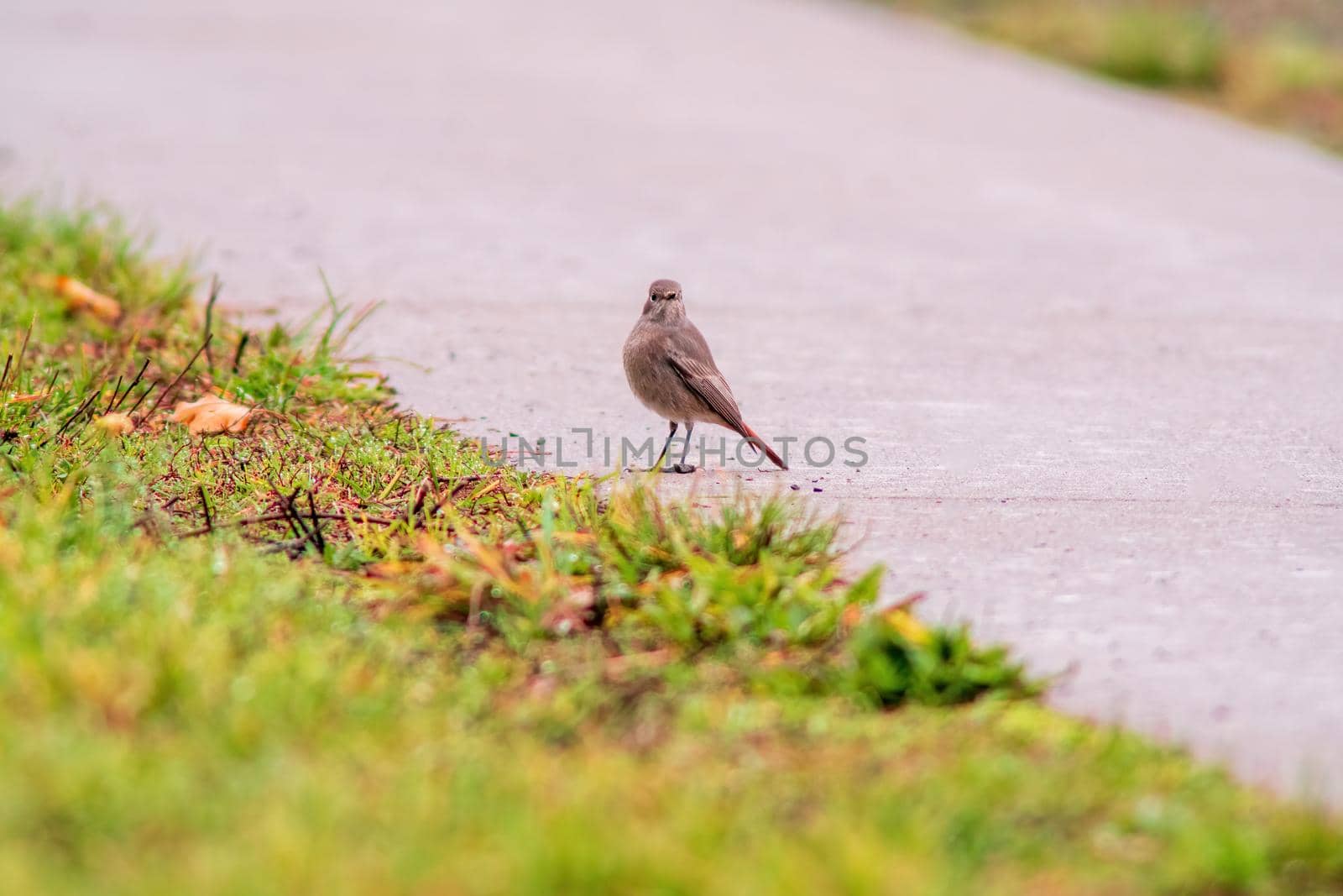 A male redstart looking for fodder in a meadow in autumn
