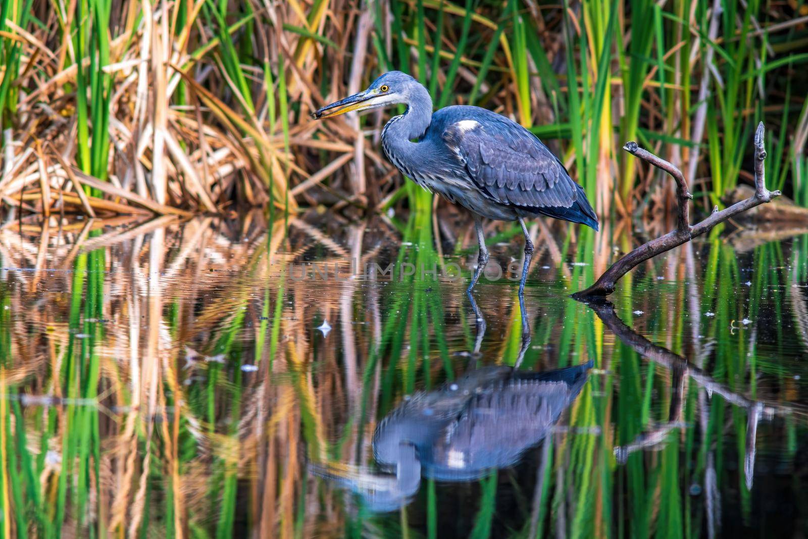 a great gray heron fishing in a small duck pond