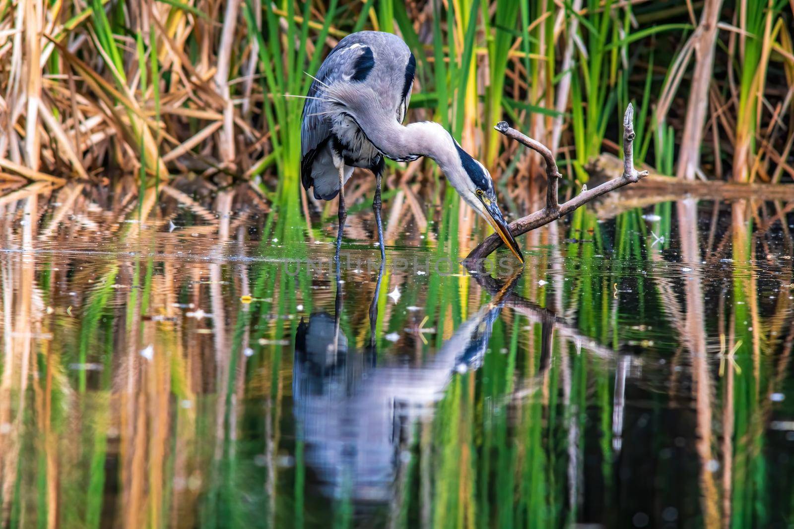 a great gray heron fishing in a small duck pond