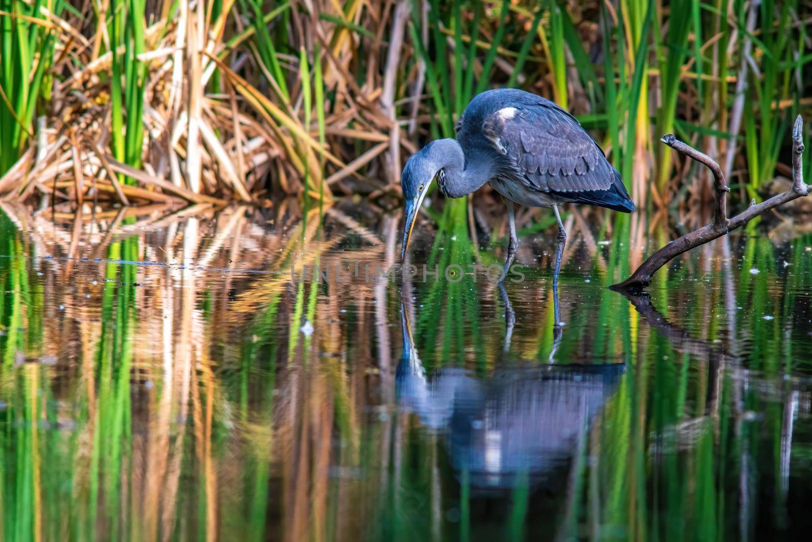 a great gray heron fishing in a small duck pond