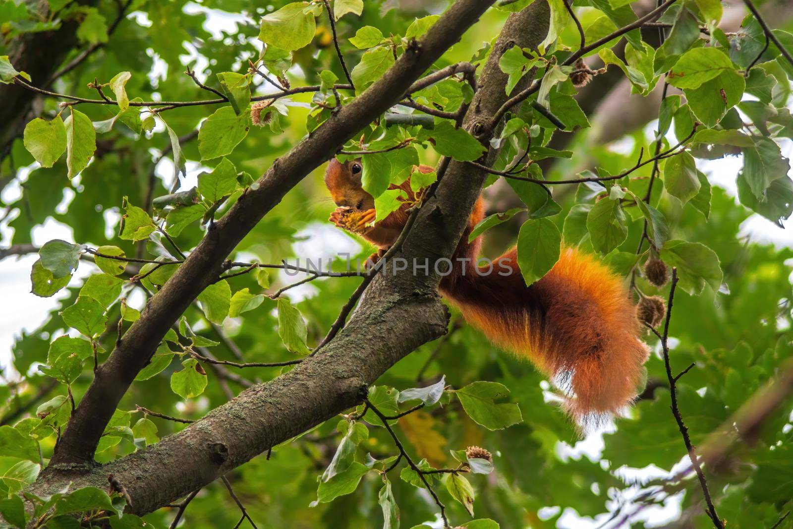 a red squirrel sits on a tree in the forest and eats