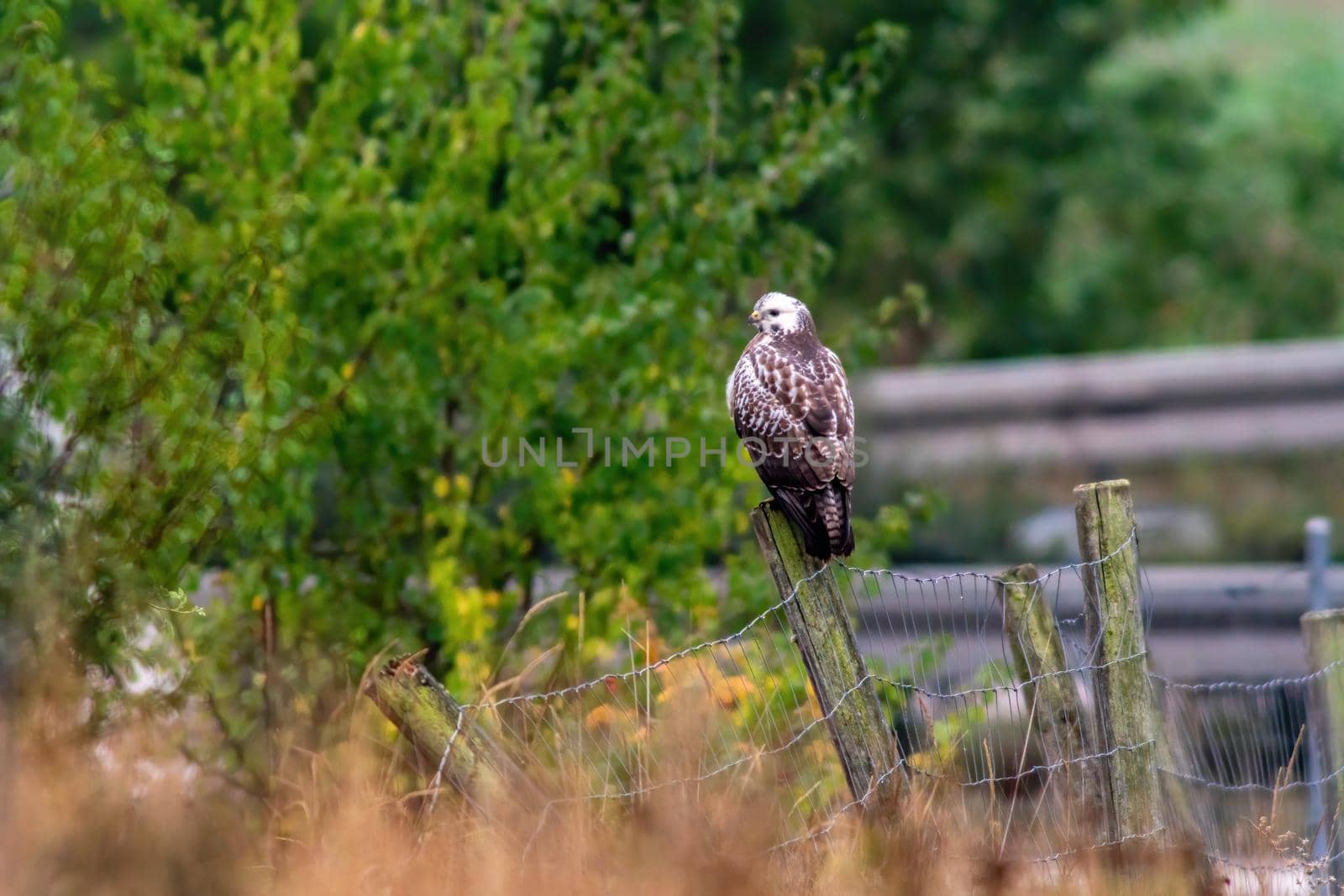a buzzard sits in its hold and looks for prey