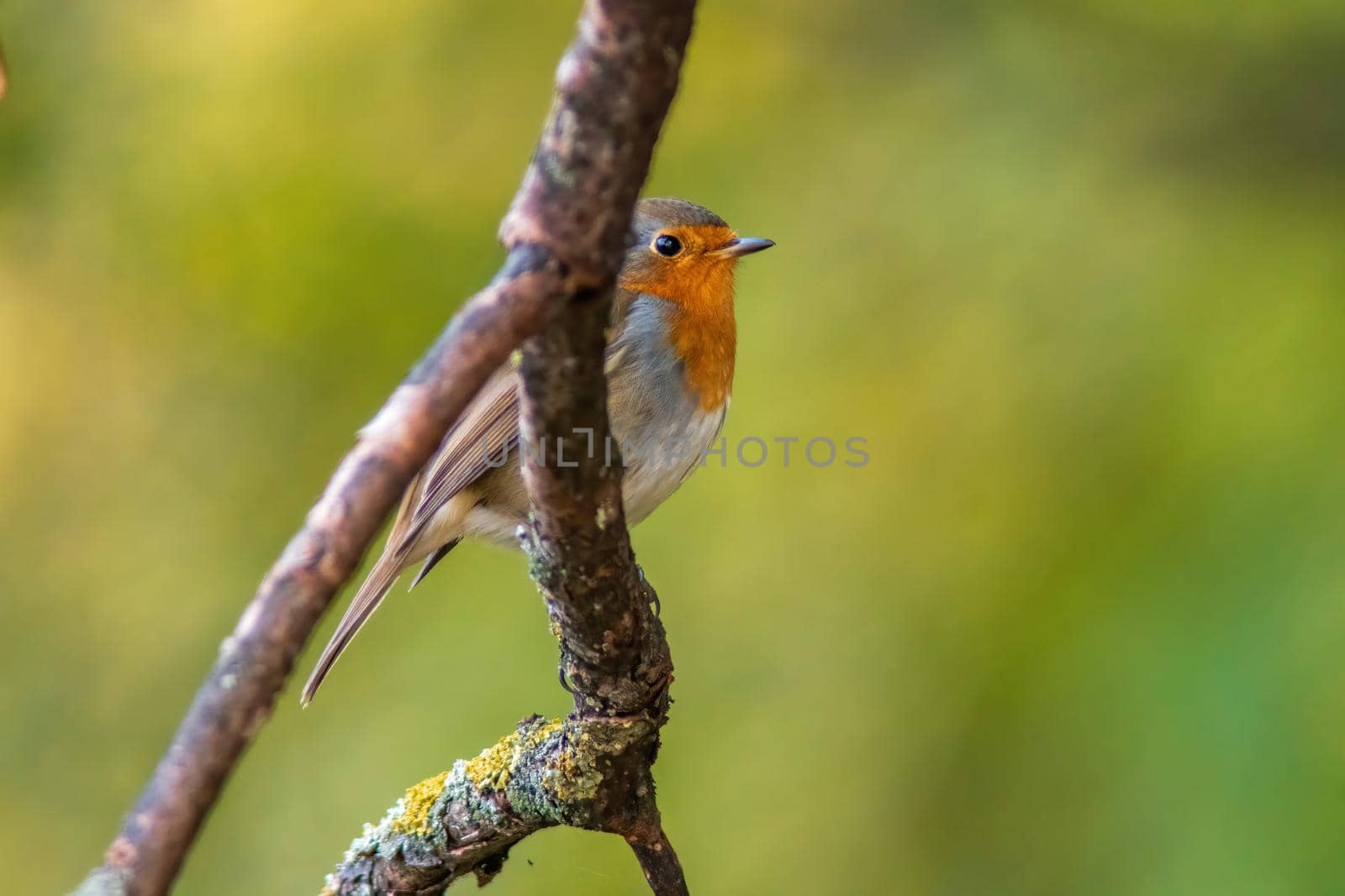 A European robin looking for insects in a park in autumn