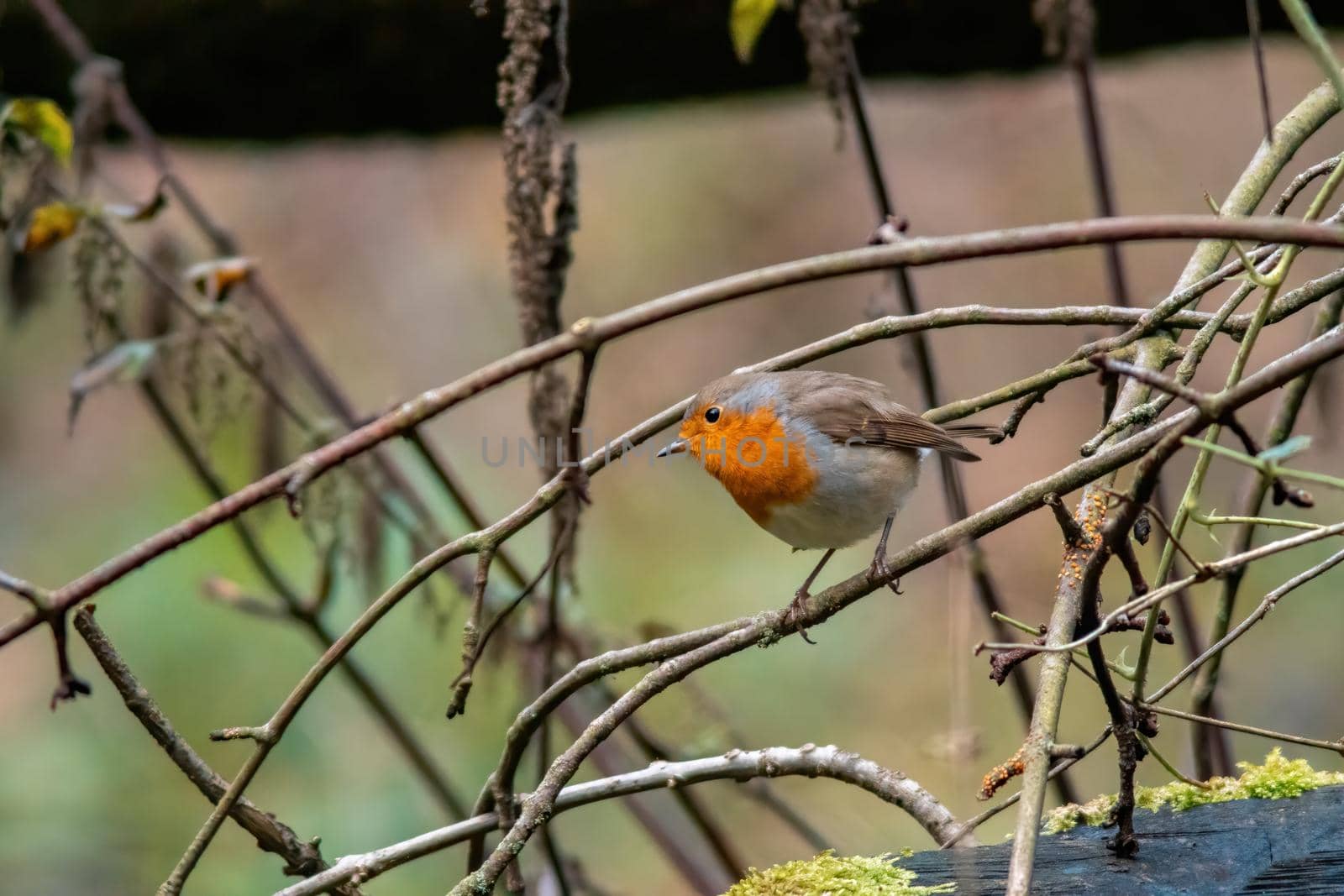 A European robin looking for insects in a park in autumn