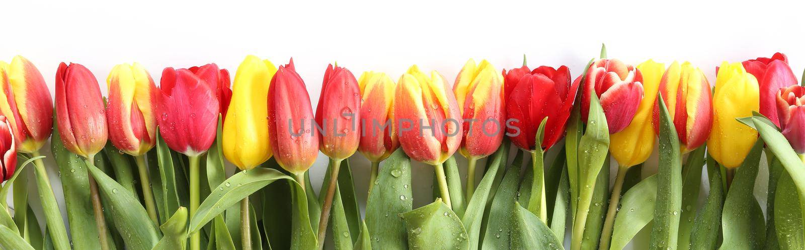 spring flowers tulips by NelliPolk