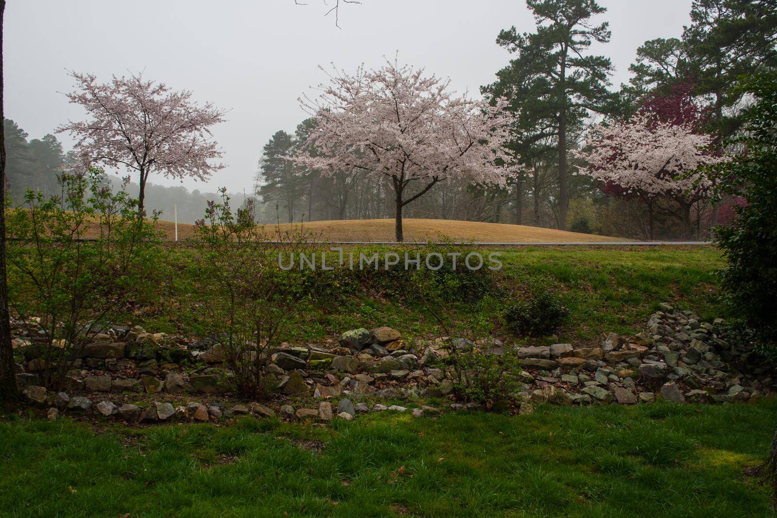 Spring Blooms at a Golf Course