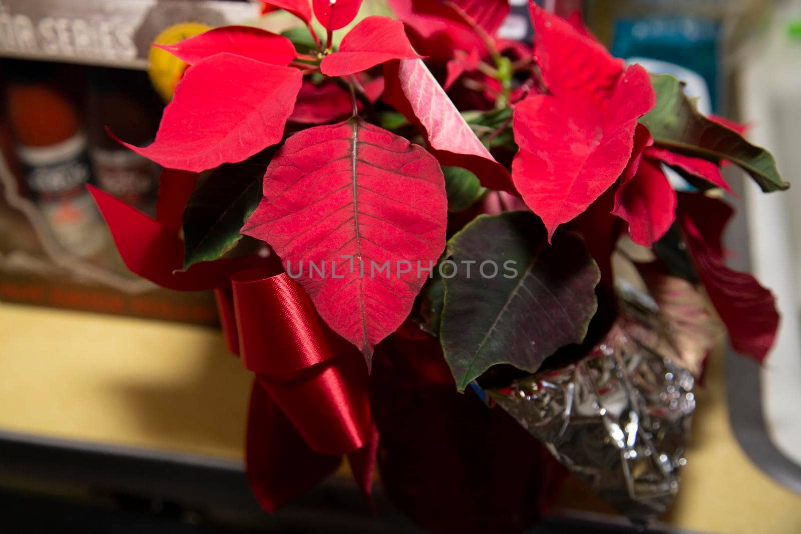 Poinsettia Plant on Kitchen Counter by tornado98