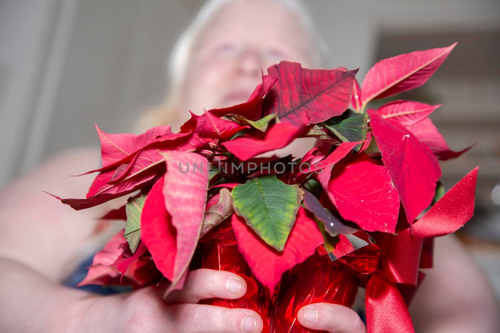 Woman Holding Poinsettia by tornado98