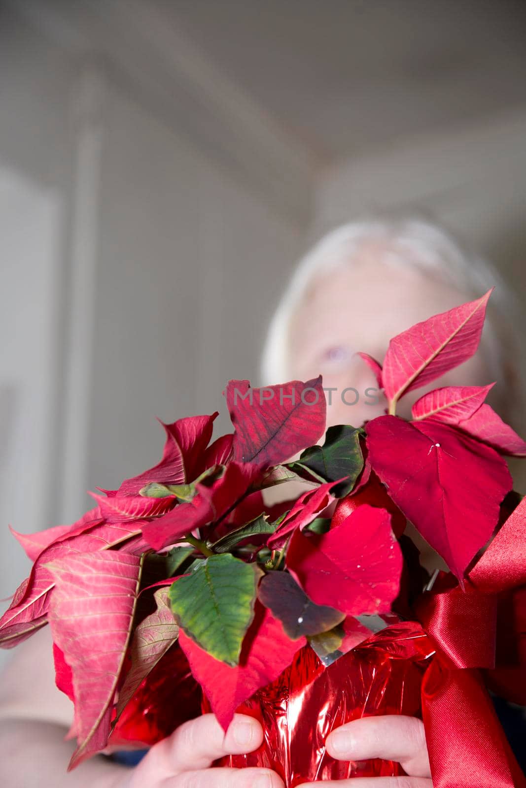 Woman holding a pretty, red poinsettia in her house