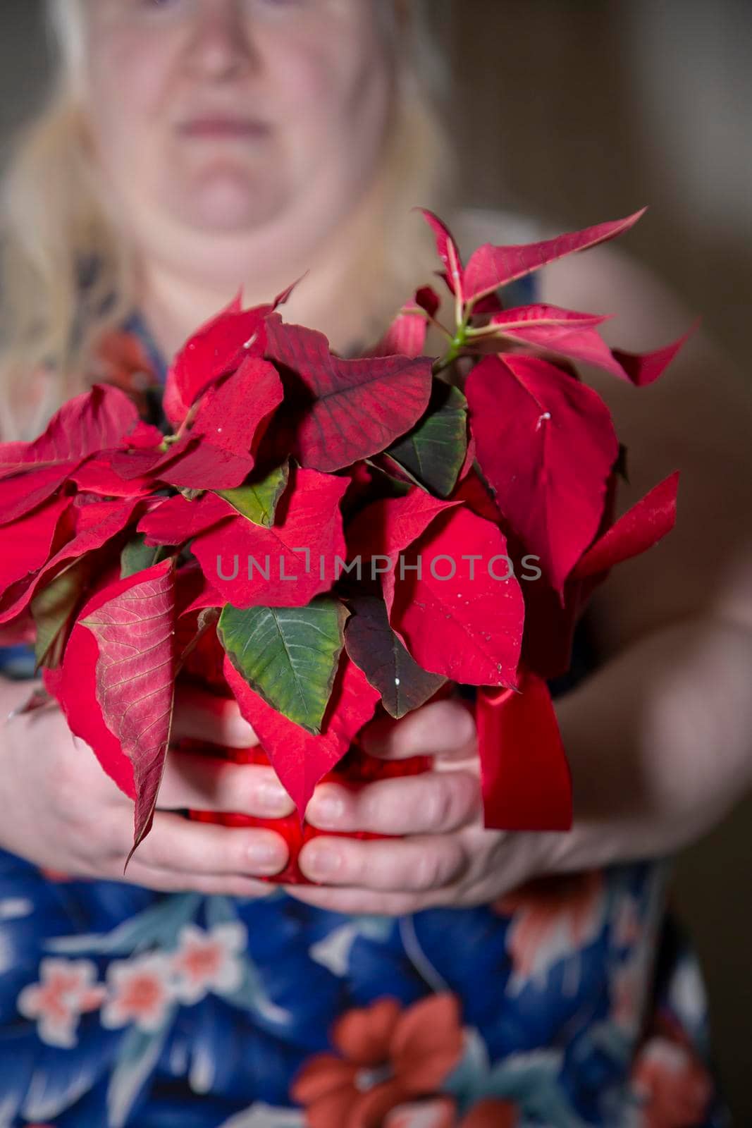 Woman Holding Poinsettia by tornado98